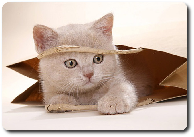 Cat to soften the blow